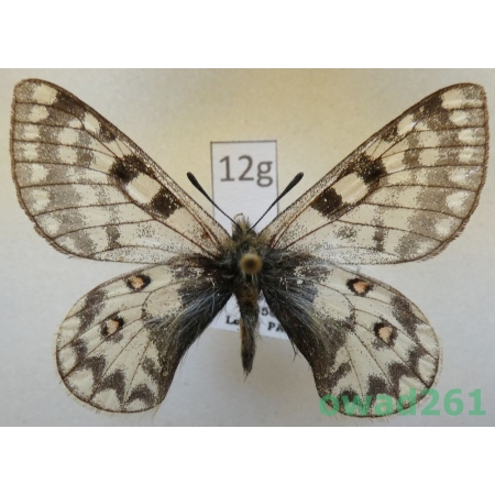 Parnassius simo ssp. miroku Inaoka & Shinkai, 1994 China12g